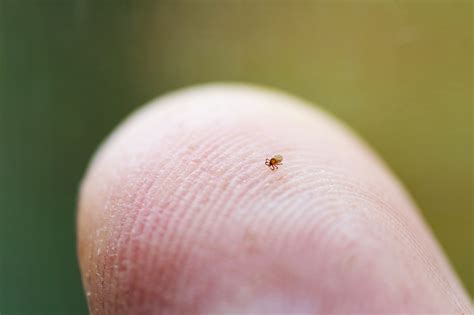 The Teeny, Tiny Ticks That Cause the Most Lyme Disease Are Out