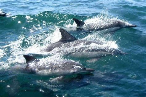 Dolphin Watching In Kalpitiya – Wise Travel Genie