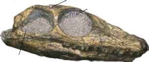 Diapsid Skull - Dinosaur Resources - Fossil Hunters