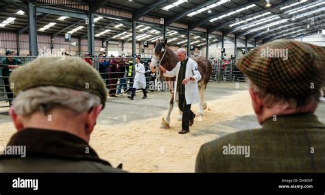 Showing a Clydesdale horse at a horse show Stock Photo - Alamy