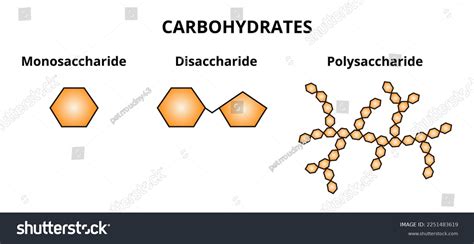 Vector set of three categories of carbohydrates - Royalty Free Stock Vector 2251483619 - Avopix.com