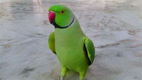 Indian Ringneck Parrot Random Sounds - YouTube