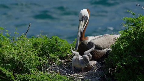 Nature and Wildlife on the Dutch Caribbean Islands Sint Eustatius, Saba & Sint Maarten ...