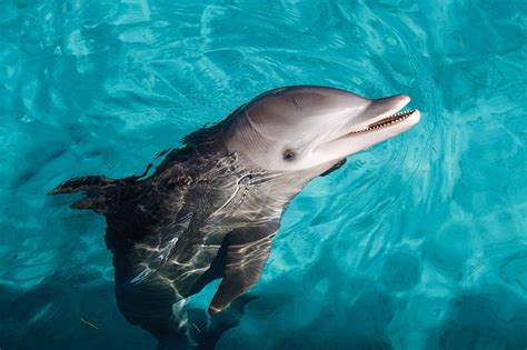 Isla Mujeres Catamaran Cruise & Dolphin Encounters | musement