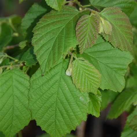 Corylus americana shrub | Products offered by Winkelmolen Nursery ...