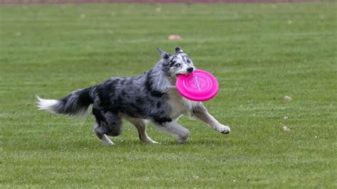 Dog Frisbee - What You Should Know Before Purchase