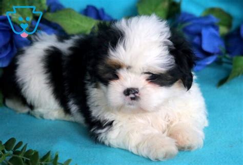 Princess | Shih Tzu Puppy For Sale | Keystone Puppies