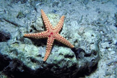 Common Starfish Predators | Animals - mom.me