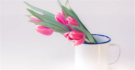 Pink Tulip Flowers in White Cup · Free Stock Photo