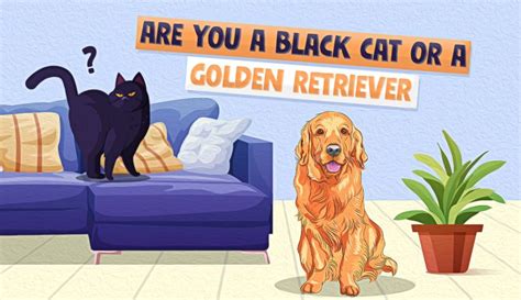 Golden Retriever or Black Cat Quiz. 100% Fun & Accurate