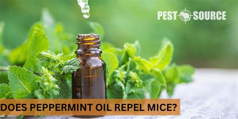 Does Peppermint Oil Repel Mice? - Pest Source