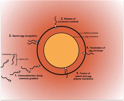 A generalized view of the main stages in the fertilization process in... | Download Scientific ...