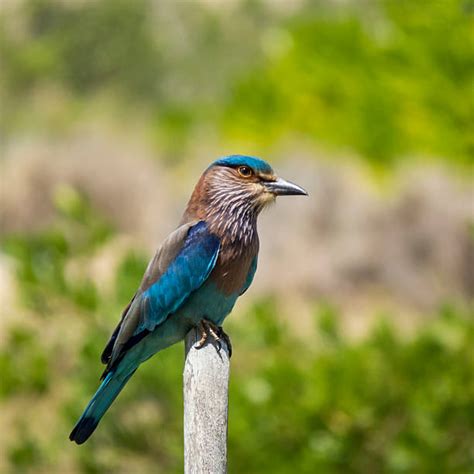 Best Indian Roller Stock Photos, Pictures & Royalty-Free Images - iStock