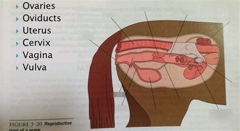 Mare Reproductive System Diagram | Quizlet