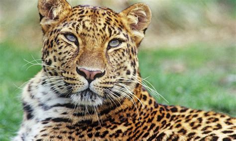 Amur Leopard_233244 | Photos | WWF