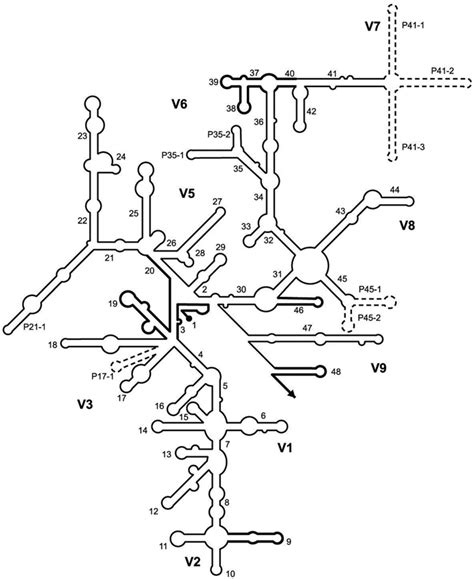 8 Schematic representation of the secondary structure of 16S rRNA. The... | Download Scientific ...