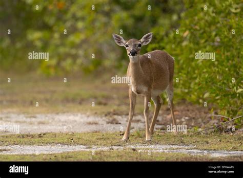 Key Deer, Florida Stock Photo - Alamy