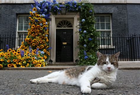 15 Downing Street memes as Larry The Cat ‘claims’ prime minister post