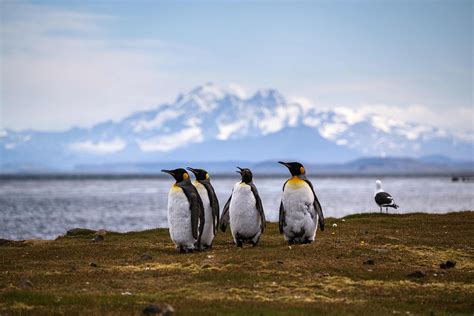 Record sea ice melt in Antarctica doomed thousands of penguin chicks to ...