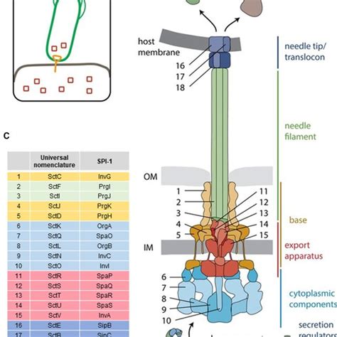 (PDF) Delivering the pain: an overview of the type III secretion system with special ...