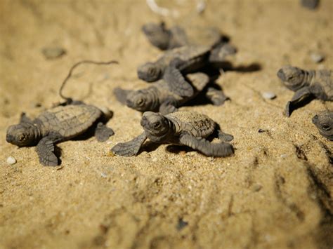 Mon Repos Turtle Centre, Mon Repos Conservation Park | Nature Play QLD