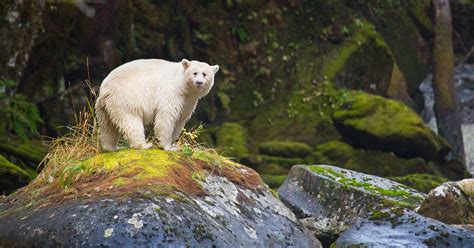 A Look At The Iconic Wildlife At Great Bear Rainforest