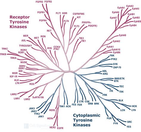 Tyrosine Protein Kinases | Cell Signaling Technology