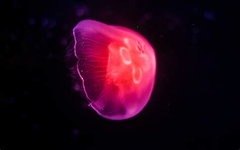 3840x2400 Pink Jellyfish Dark 8k 4K ,HD 4k Wallpapers,Images,Backgrounds,Photos and Pictures