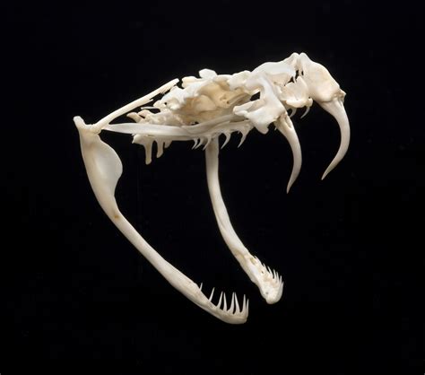 snake skull - Google Search | Animal skulls, Skull reference, Skull ...