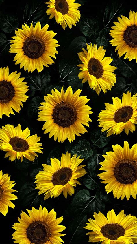 Sunflowers iPhone Wallpaper HD - iPhone Wallpapers