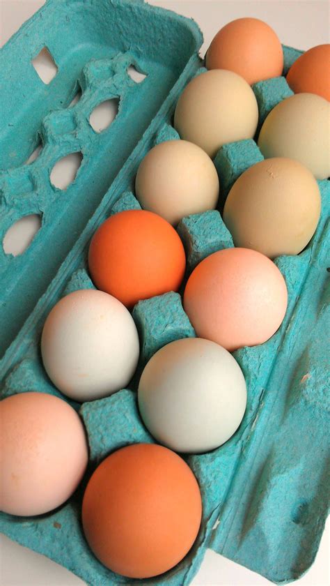 Gorgeous Araucana chicken rainbow eggs from Lester's Bison Farm in ...