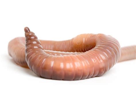 Earthworm Close Up 2 stock image. Image of bait, nature - 2503261