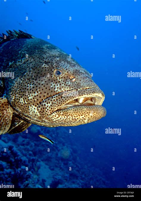 Close-up of the giant Potato Grouper Stock Photo - Alamy