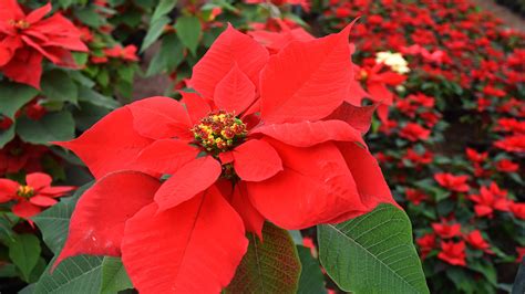 are poinsettias poisonous to cats aspca - Clyde Foss