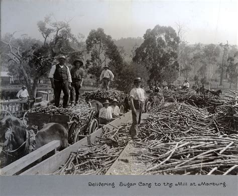 Delivering sugar cane to the mill at Marburg, [Queensland, c1907 to 1908]