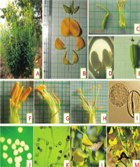 A. Flowering plant, B. Calyx and Corolla, C. Androecium and gynoecium ...