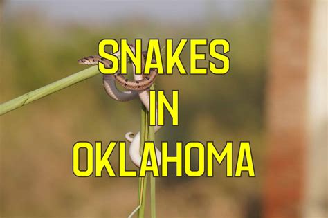 46 Types of Snakes in Oklahoma (Pictures and Identification)