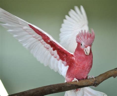 galah bird - Google Search | Galah cockatoo, Beautiful birds, Bird