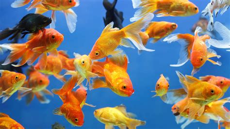 The Paris Aquarium Is Home to a Massive Rescued Goldfish Sanctuary ...