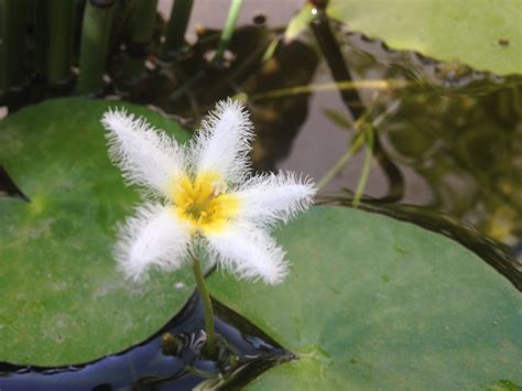 Could anyone help me to identify these aquatic plants? | ResearchGate