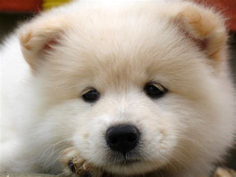 samoyed puppy - a photo on Flickriver