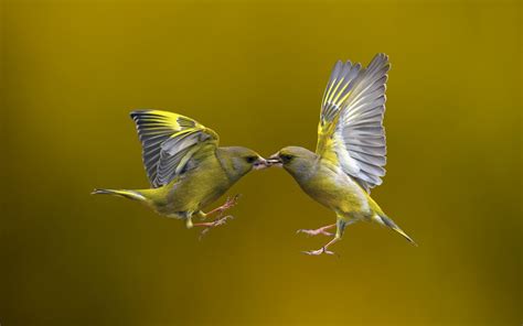 Bird Flying Nature wallpaper | 1680x1050 | #11712