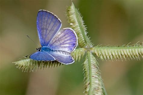 Miami Blue Chapter: Our Mascot, the Miami Blue Butterfly, by Elane Nuehring