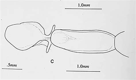 BunyipCo: Kangaroo Island Fires: Effects on Endemic Orthopteroid Insects