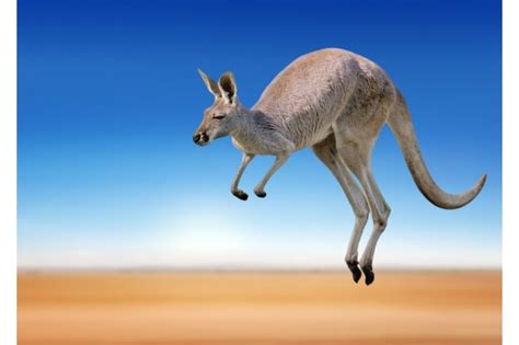 How and why do kangaroos hop? - Discover Wildlife