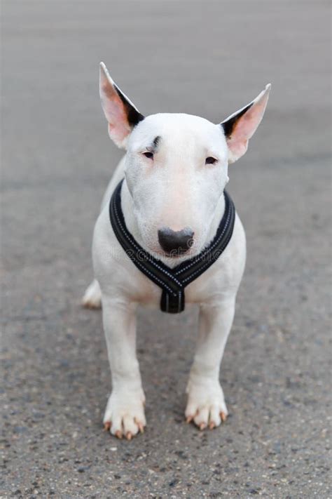 Miniature Bull Terrier stock photo. Image of breed, nature - 34441792