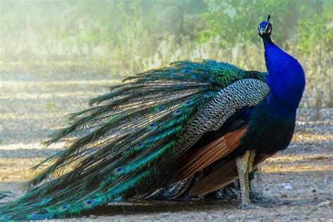 Can Peacocks Fly? (Interesting Facts and Pictures) - Wildlife Informer