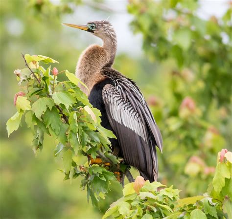 Anhinga | BirdForum