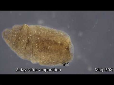 (33) Planaria Regeneration Time-lapse - YouTube | Regeneration, The unit