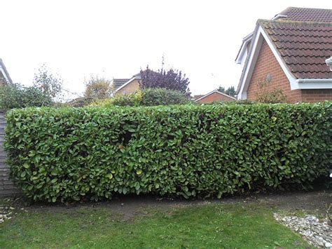 Hedge Cutting, Crown Reduction and Tree Pruning. | D & L Landscapes Ltd